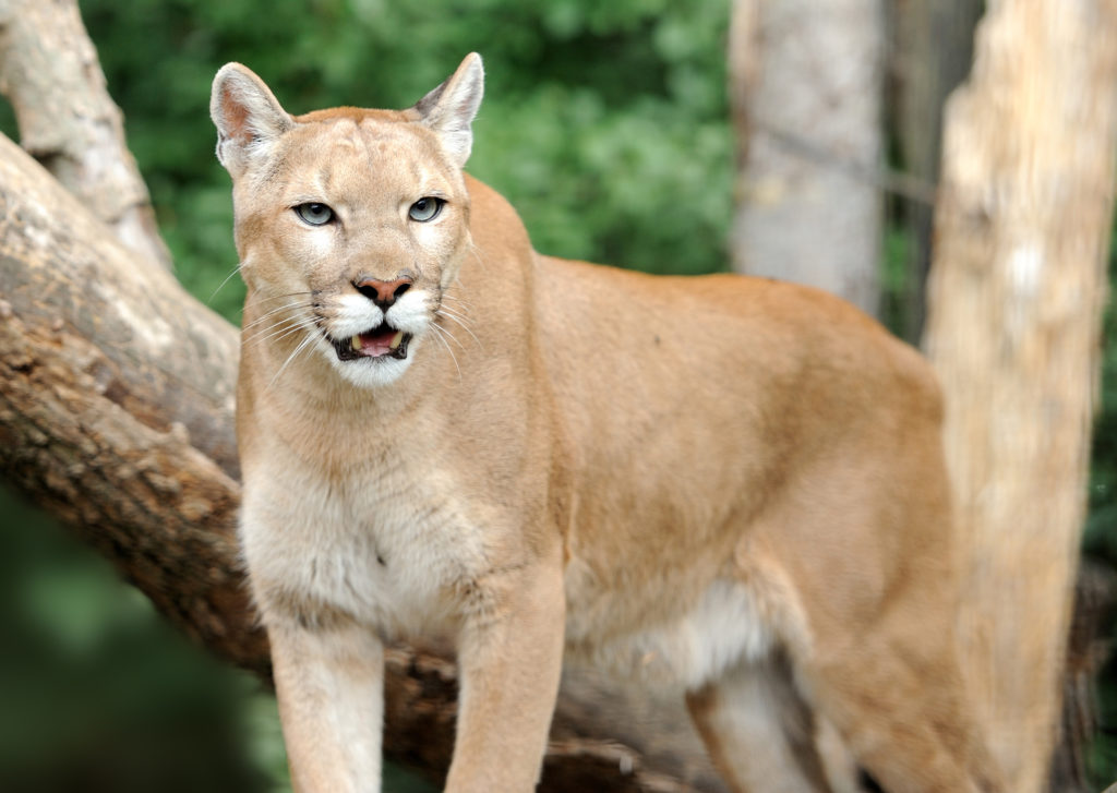 Mountain Lion standing in the wild