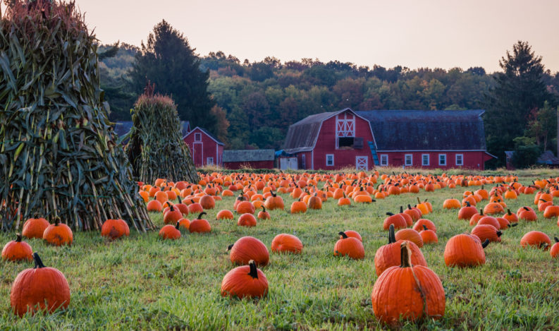 Pumpkins placed for picking near red barn in early morning dew grass, Sparta, NJ